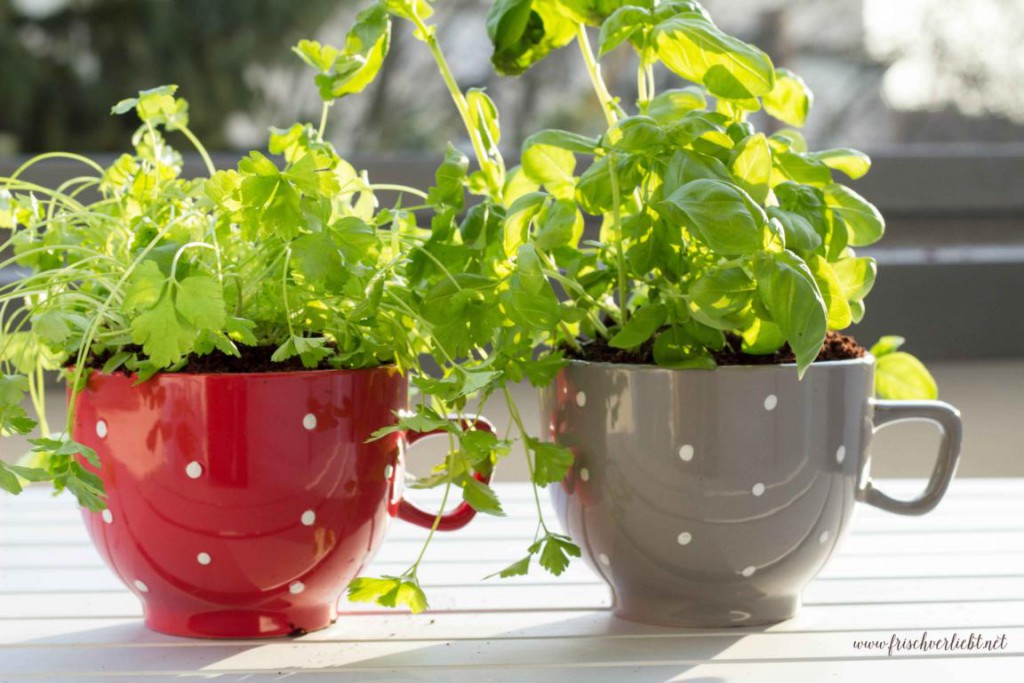 DIY Frische Kräuter in der Tasse - Frisch Verliebt
