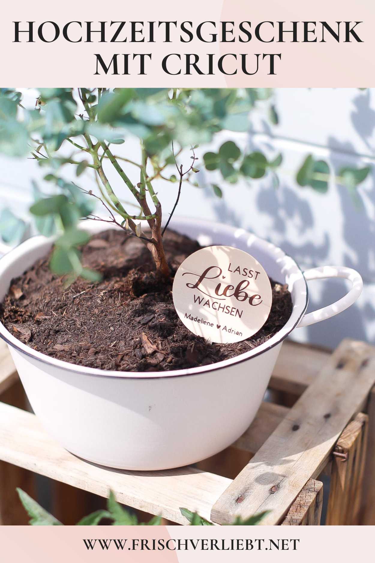 coffea arabica bonsai Indoor Coffee Plant Growing Bonsai Arabica Coffee Tree Seeds – 5 Seeds To  Plant – Great Exotic Coffee Tree Seeds To Plant main image 0